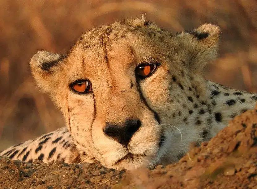 A cheetah in Madikwe - one of the rarer wildlife species