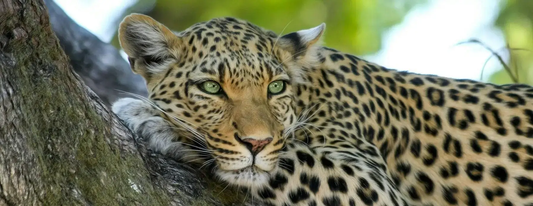 Photo of a leopard resting languidly on a sturdy tree trunk, eyes in a state of relaxed vigilance